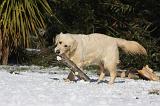 GOLDEN RETRIEVER 789